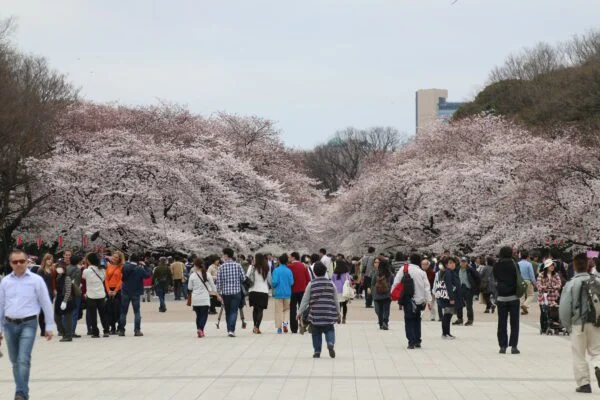 Sakura at Ueno Parkby UsodesitainFlickrCC BY 2.0 DEED