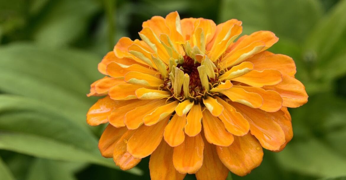 Close-up of a vibrant orange zinnia flower in full bloom against lush green leaves.